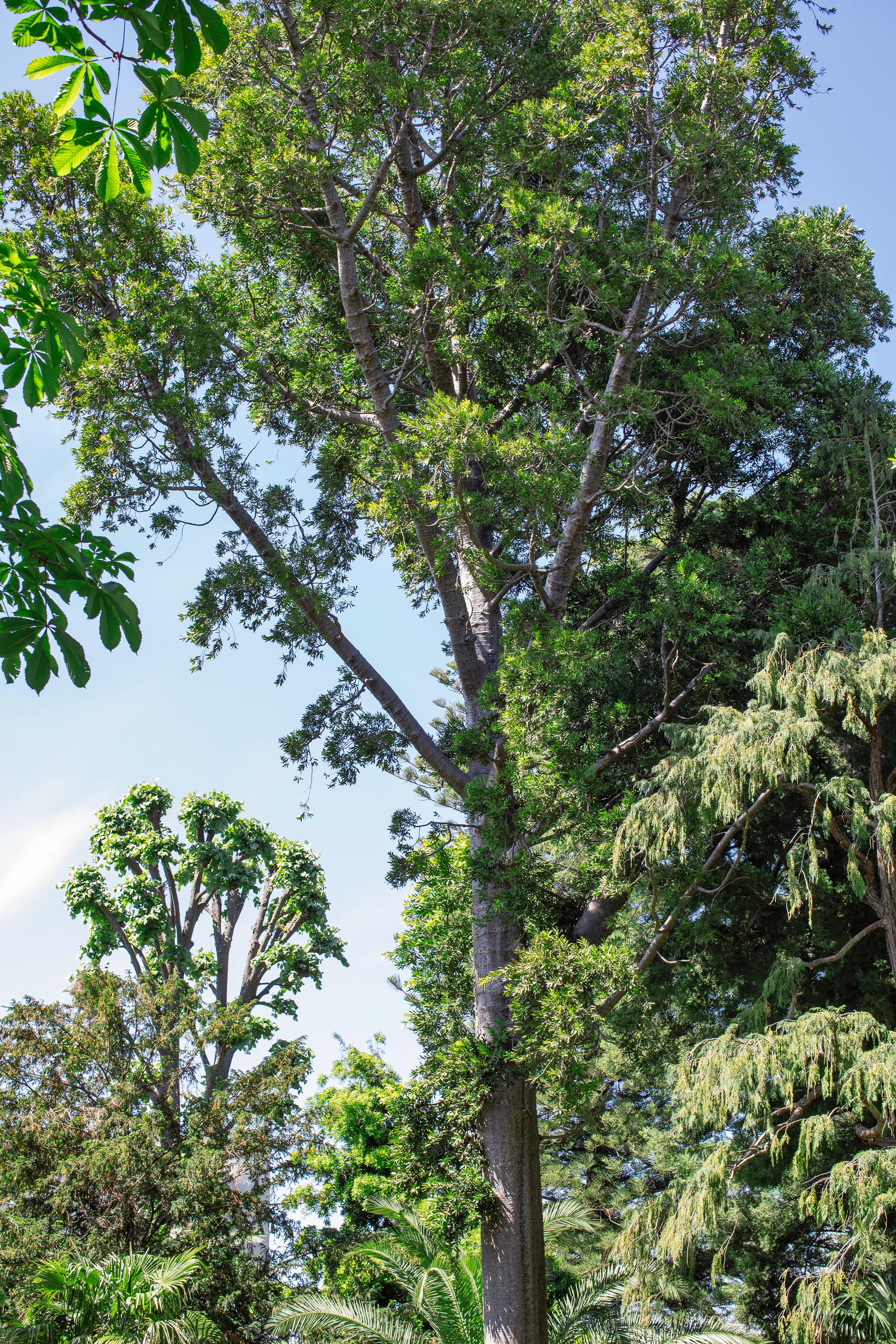 Giardino Botanico - 3