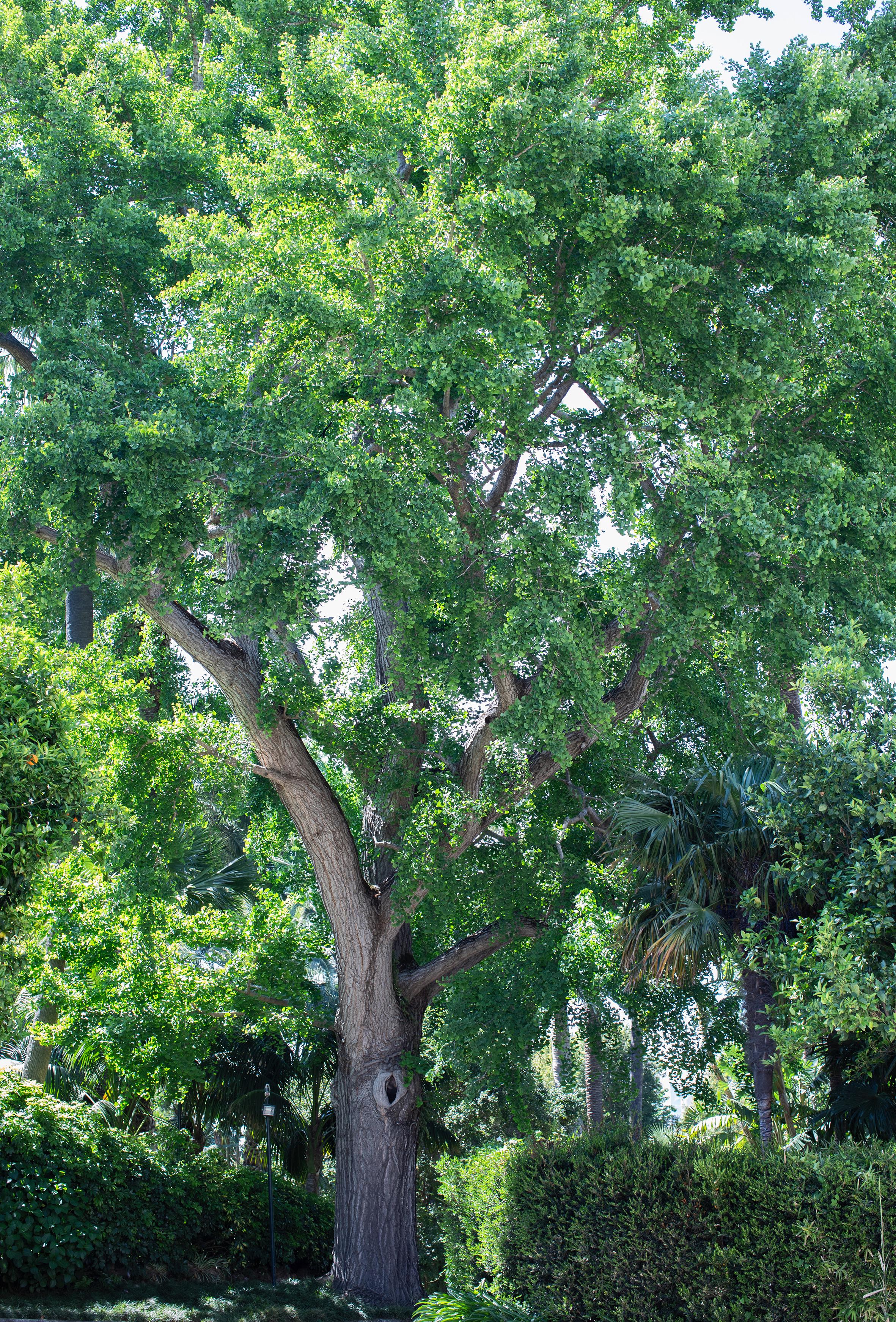 Giardino Botanico - 4