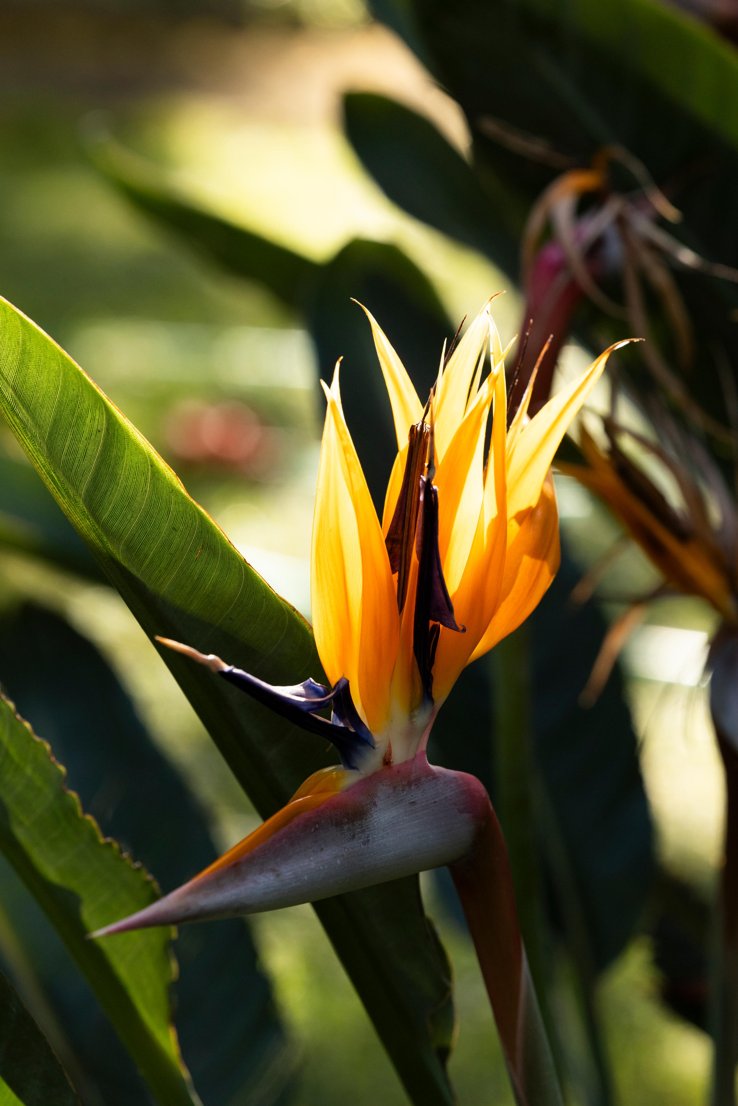 Giardino Botanico - 10