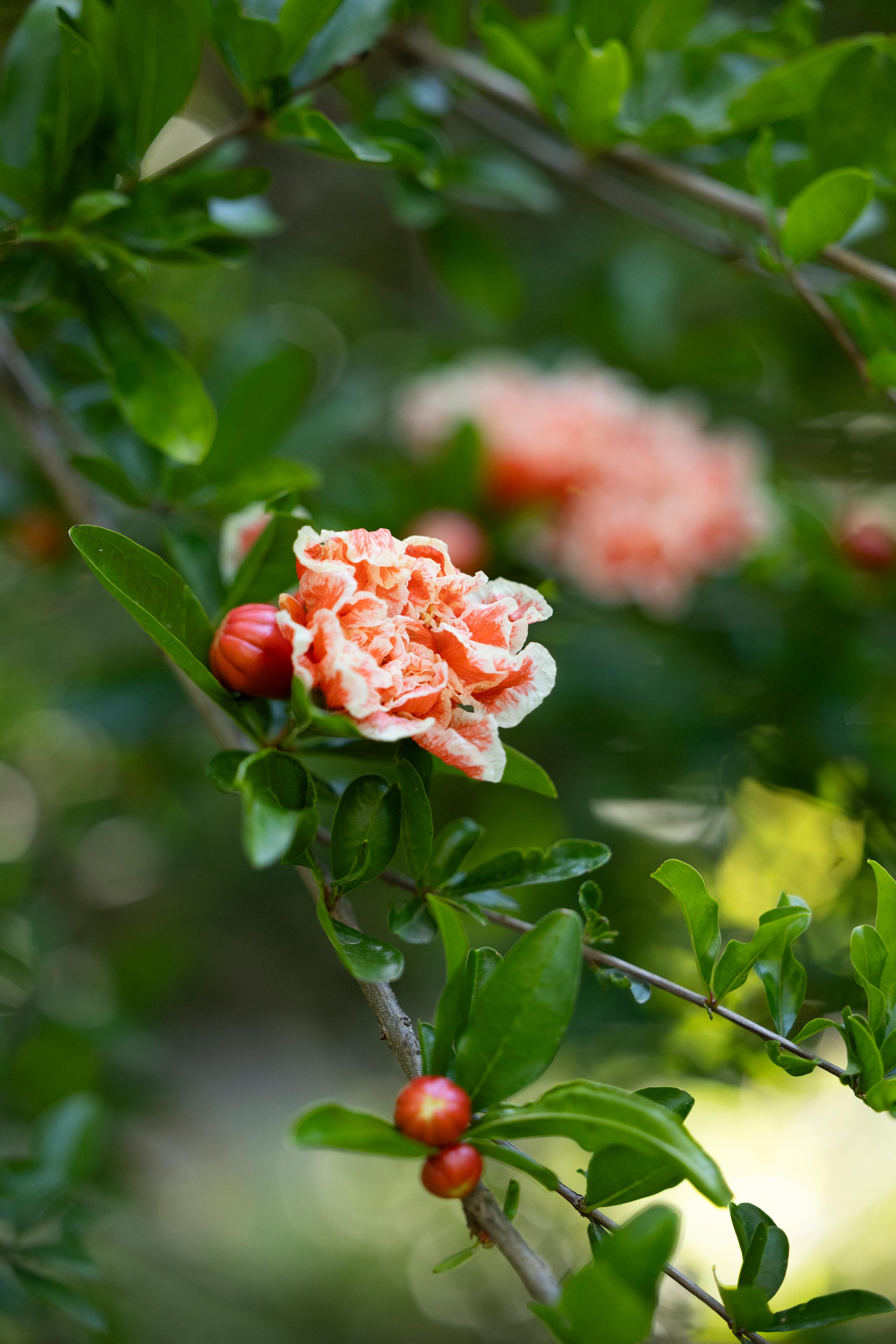 Giardino Botanico - 12